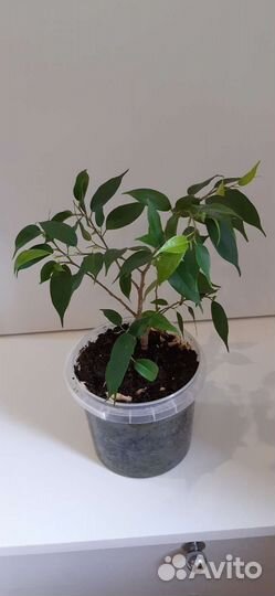 Фикус бенджамина