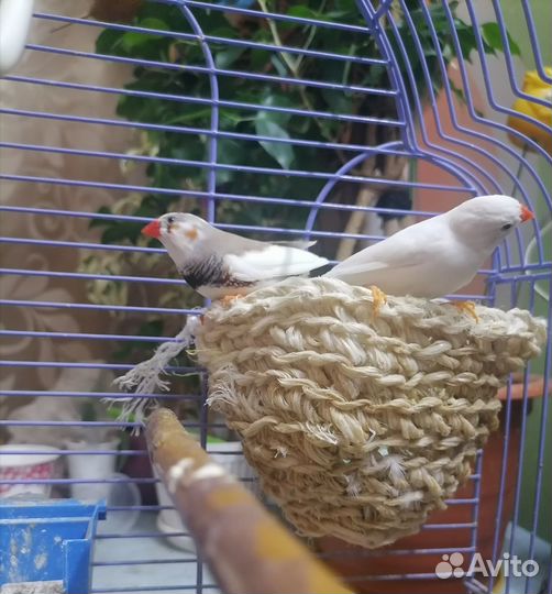 Зебровые амадины