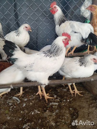 Петушки Адлерская серебристая