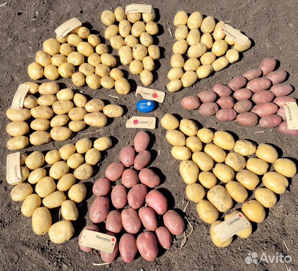 Картофель оптом