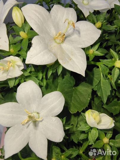 Кампанула белая. (Невеста)