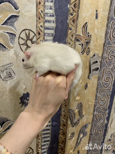 Крысята дамбо