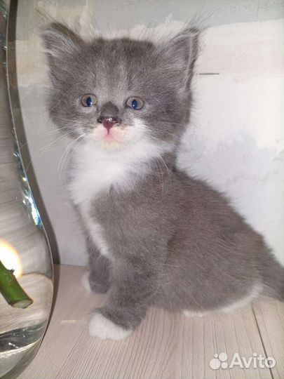 Котята ищут мам, пап