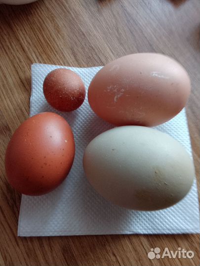 Домашние куриные яйца