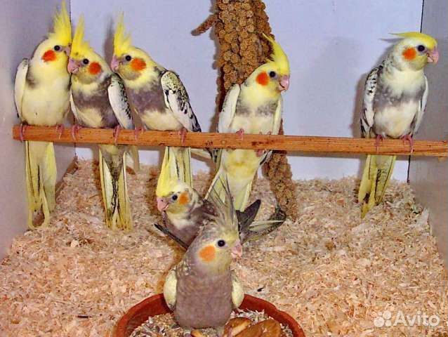 Ручные кореллы