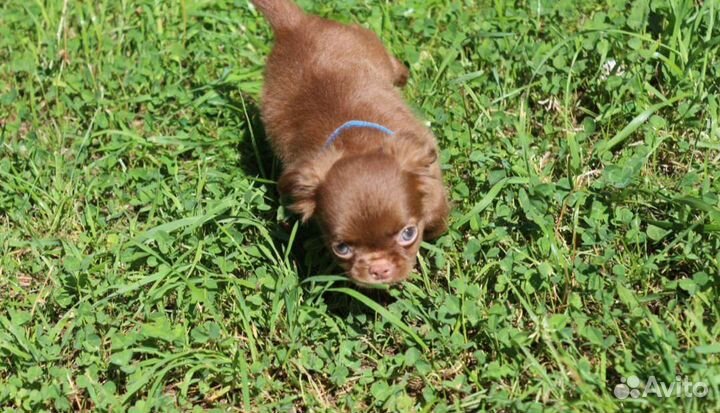 Замечательный шоколадный мальчик