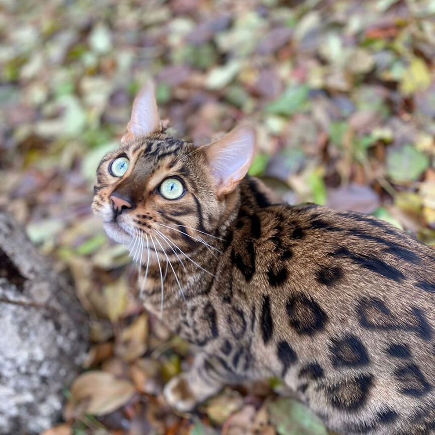 Бенгальская кошка бесплатно