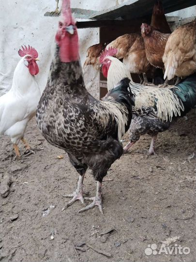 Петухи