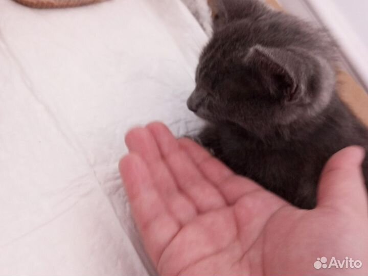 Кот в добрые руки