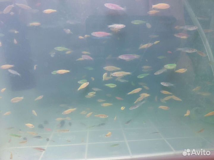 Рыбки Данио гло молодь