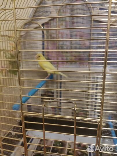 Канарейки овсяночного напева