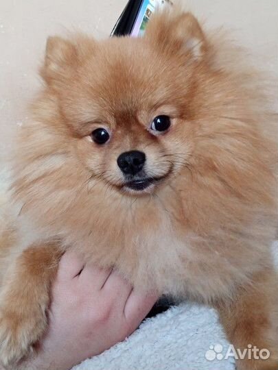 Продам шпицев