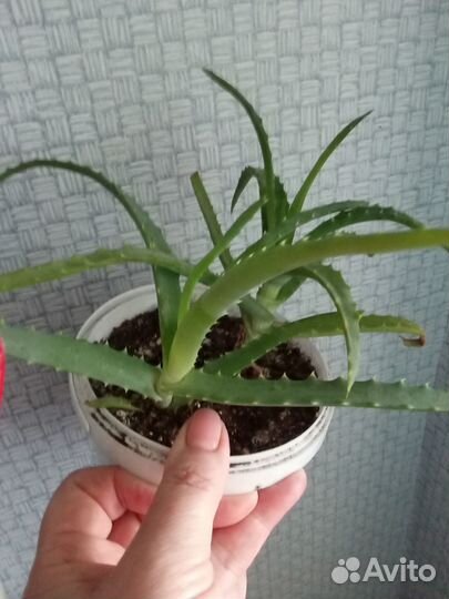 Алоэ древовидное