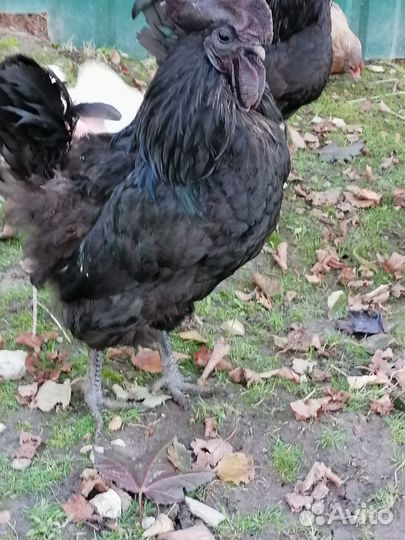 Молодые петушки помесные и Ухейилюи