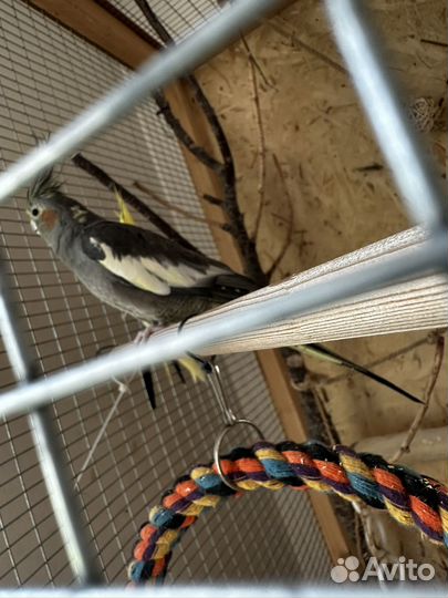 Пара попугаев Корелла