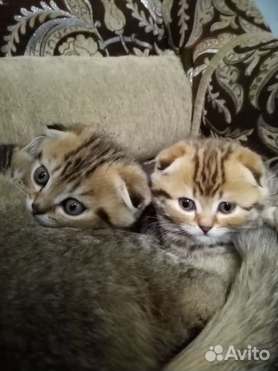 Шотландские котята