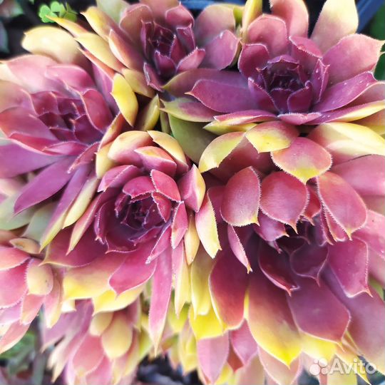 Семпервивум молодило