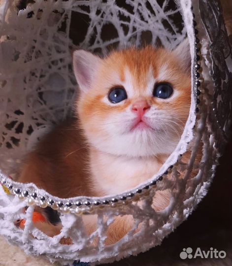Британские котята золотая шиншилла