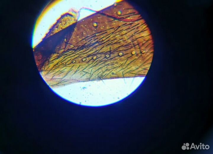 Микроскоп Levenhuk LabZZ M101