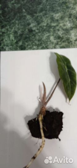 Комнатный цветок