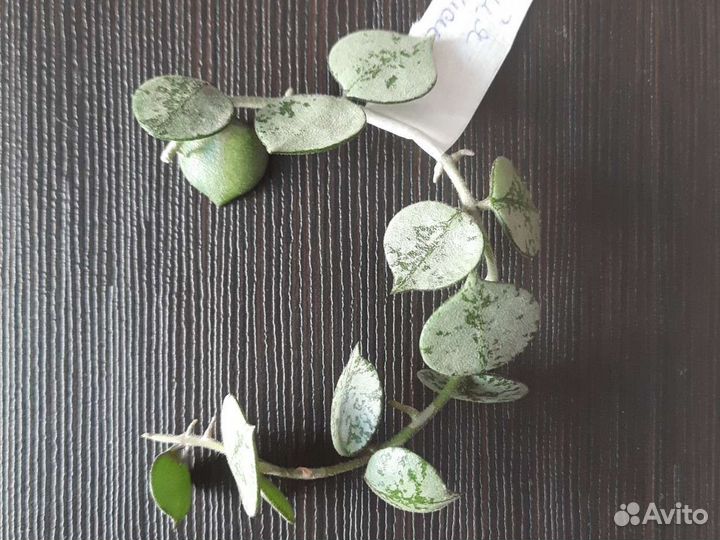 Хойи куртиси / Лакуноза / Ротундифлора