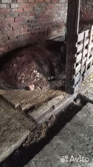 Быки на мясо