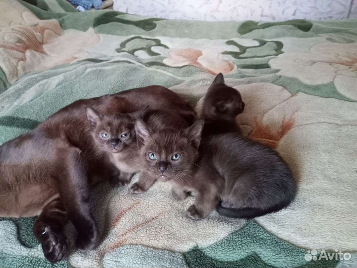 Бурманская кошка
