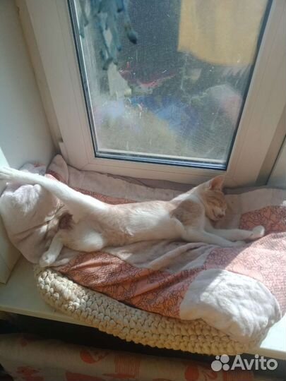 Котенок в дар