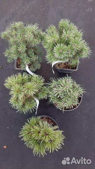 Сосна горная 5 сортов