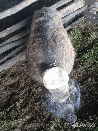 Венгерская мангалица на племя