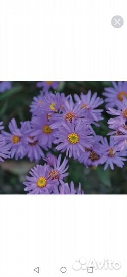 Астры сентябринки