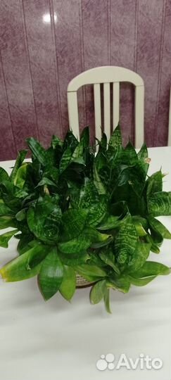 Комнатные цветы сансевиерии