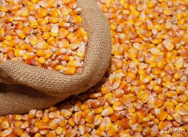 Кукуруза кормовая для птиц и животных