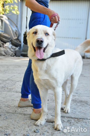 Метис лабрадора