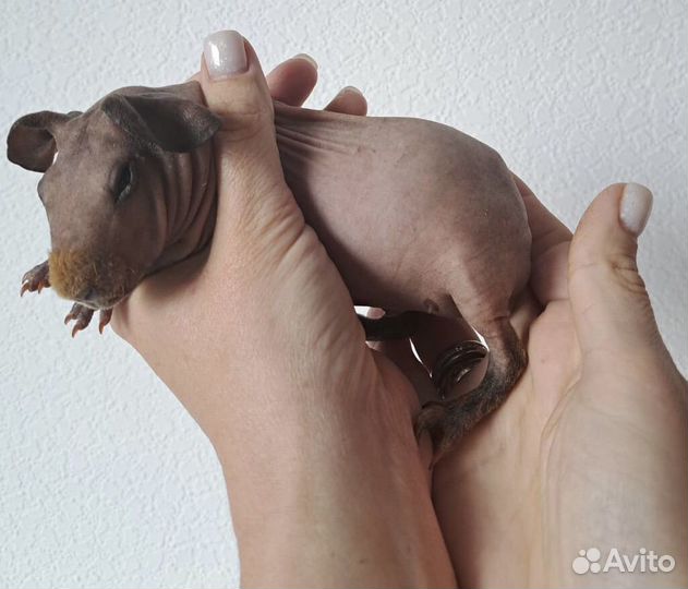 Морская свинка скинни