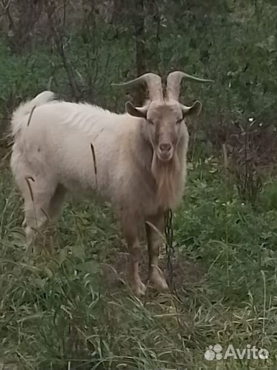 Козел зааненский