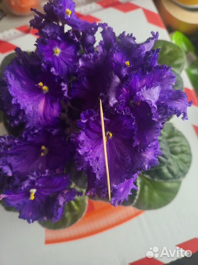 Детки сортовых фиалок