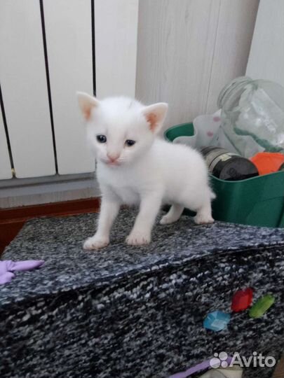 Кошка в дар бесплатно