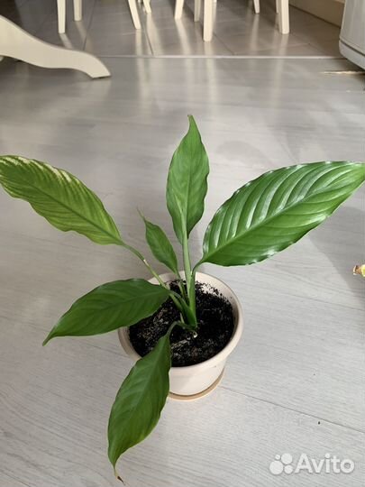 Спатифиллум