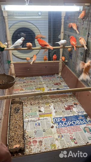 Молодые кенара