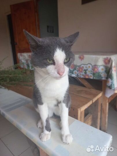 Молодой Кот Маркиз в добрые руки Лоо, Сочи, Хобза