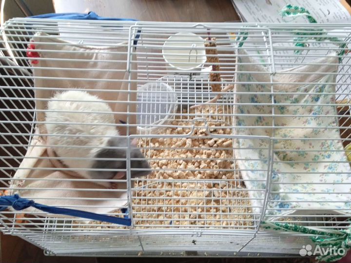 Крысы с клеткой