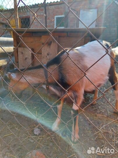 Продам козочек