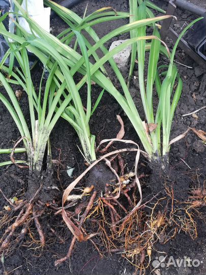 Лилейник Нейчерс краун