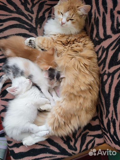 Кошка в дар бесплатно