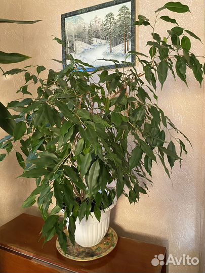 Фикус бенджамина большой