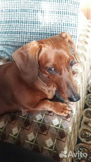 Передержка собак, грызунов, рептилий, птиц