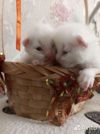 Котята мейн-кун