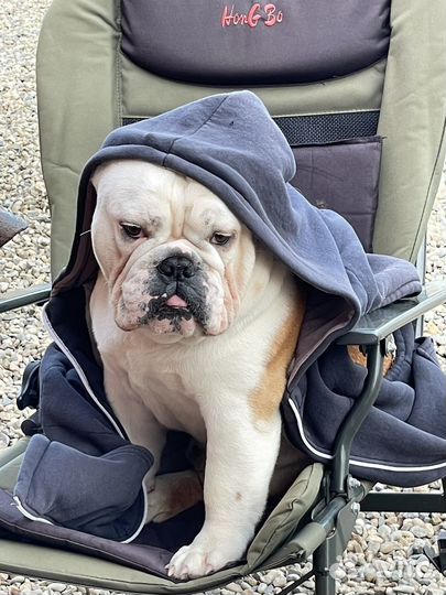 Английский бульдог вязка