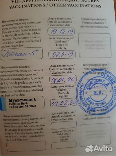 Лабрадор на вязку